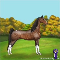 Horse Color:Buckskin Blanket 
