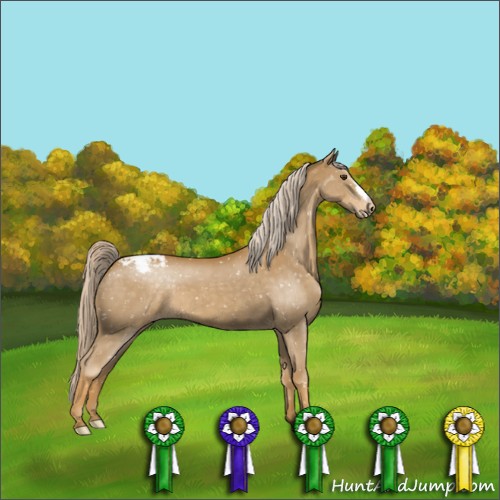 Horse Color:Palomino Appaloosa