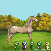 Horse Color:Palomino Appaloosa 