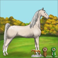 Horse Color:Cremello Appaloosa