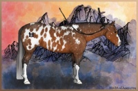 Horse Color:Buckskin Appaloosa