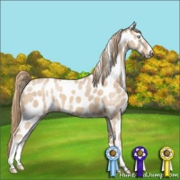 Horse Color:Perlino Leopard 