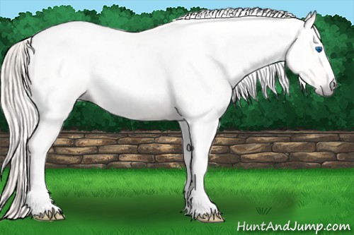 Horse Color:Gray Silver Amber Cream Champagne Roan Dun Splash Tobiano Frame Appaloosa Rabicano 