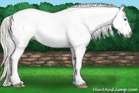 Horse Color:Gray Silver Amber Cream Champagne Roan Dun Splash Tobiano Frame Appaloosa Rabicano