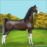 Horse Color:Brown Splash