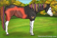 Horse Color:Painted Liver Chestnut Splash 