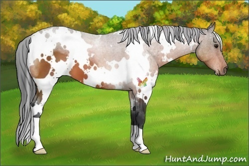 Horse Color:White Spotted Bay 