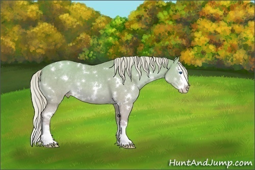 Horse Color:White Spotted Gold Cream Champagne Sabino Splash