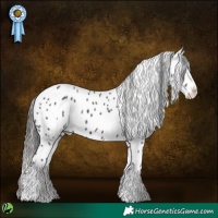 Horse Color:White Spotted Black Sabino Splash Appaloosa
