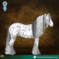Horse Color:White Spotted Black Sabino Splash Appaloosa 
