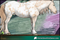 Horse Color:White Spotted Buckskin Pearl Appaloosa