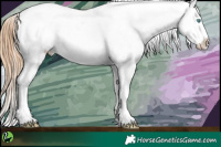 Horse Color:White Spotted Buckskin Pearl Appaloosa