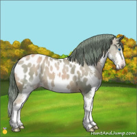 Horse Color:Gray Watercolor Gold Champagne Splash Appaloosa 