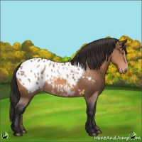 Horse Color:Bay Appaloosa 