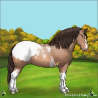Horse Color:White Spotted Sable Champagne Appaloosa