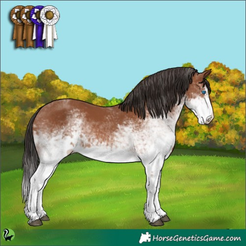 Horse Color:White Spotted Bay Splash
