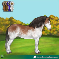 Horse Color:White Spotted Bay Splash 