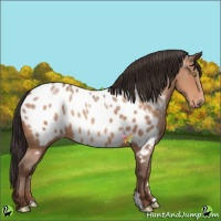 Horse Color:Sable Champagne Appaloosa 