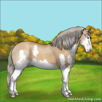 Horse Color:Gray Silver Classic Champagne Splash