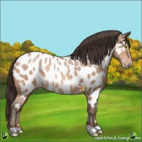 Horse Color:Amber Champagne Appaloosa