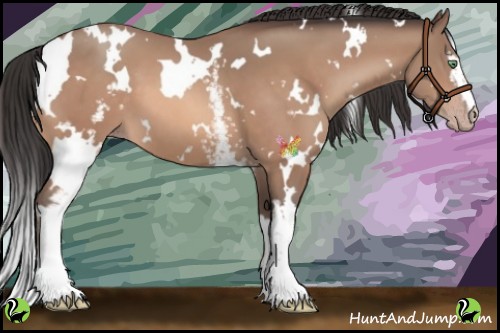 Horse Color:White Spotted Sable Champagne 