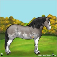 Horse Color:White Spotted Grullo