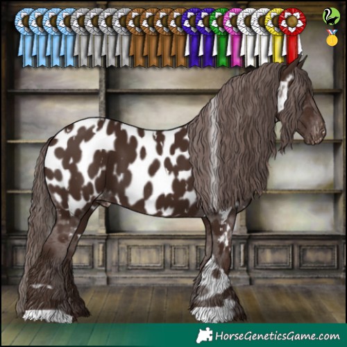 Horse Color:White Spotted Liver Chestnut Appaloosa 
