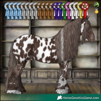 Horse Color:White Spotted Liver Chestnut Appaloosa