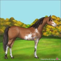 Horse Color:Buckskin Sabino