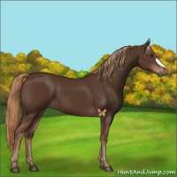 Horse Color:Liver Chestnut 