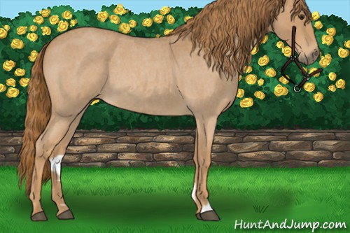 Horse Color:Red Roan 