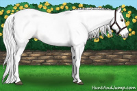Horse Color:Gray Palomino Splash 