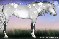 Horse Color:White Spotted Silver Bay Chinchilla 