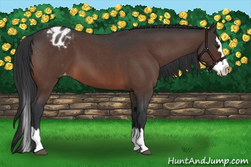 Horse Color:Bay Roan Splash Appaloosa 