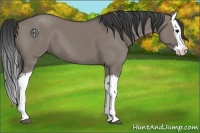 Horse Color:Grullo Splash 