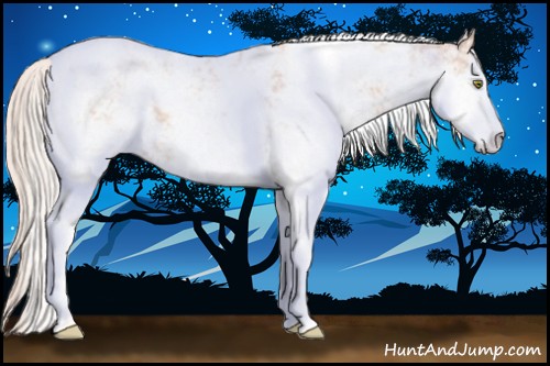 Horse Color:Silver Amber Champagne Ice Sabino Appaloosa