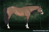 Horse Color:Brown Dun Sabino