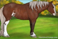 Horse Color:Silver Brown Sabino Rabicano 