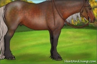 Horse Color:Silver Brown Rabicano 