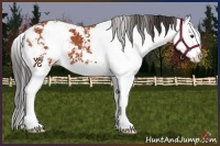 Horse Color:Bay Sabino Splash 