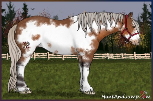 Horse Color:Silver Buckskin Sabino Frame 