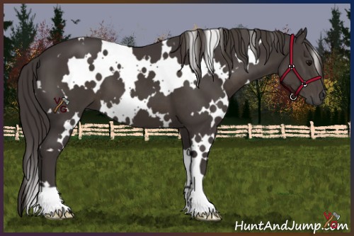 Horse Color:White Spotted Smoky Black 