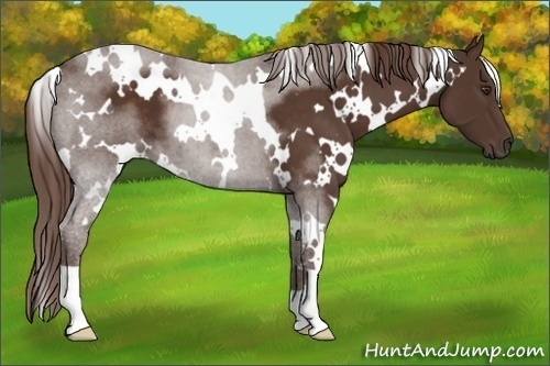 Horse Color:White Spotted Liver Chestnut 