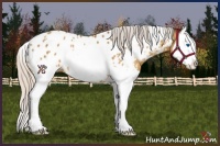 Horse Color:White Spotted Silver Sable Cream Champagne Splash Appaloosa 