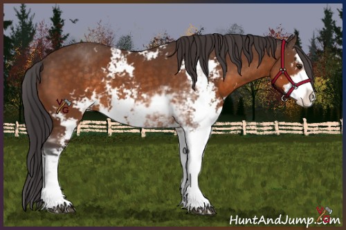Horse Color:Buckskin Sabino 