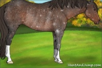 Horse Color:Liver Chestnut Rabicano 