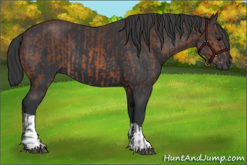 Horse Color:Bay and Black
