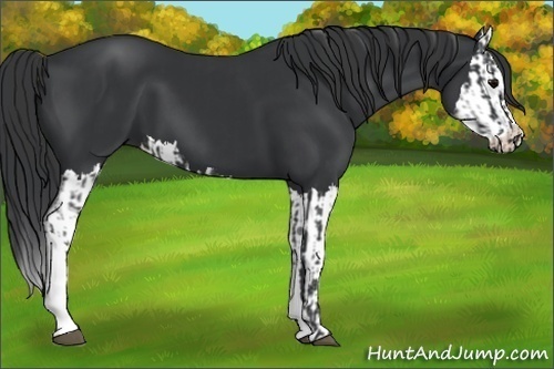 Horse Color:Black and Black Splash