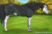 Horse Color:Black and Black Splash