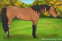 Horse Color:Bay  and Bay 